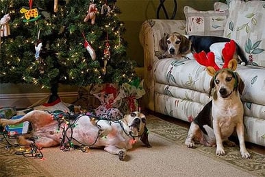 20-perros-y-gatos-que-han-acabado-con-estas-navidades-1514374792