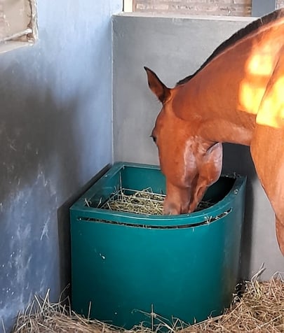 20231207121610_caballo1