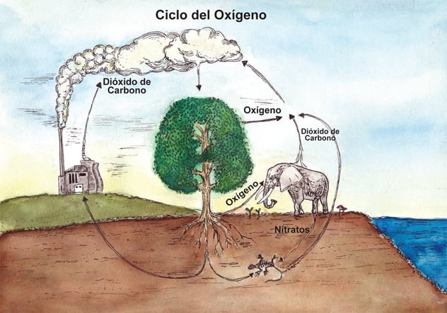 ciclo20oxigeno.jpg