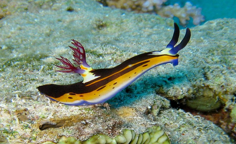 Nudibranquios lya