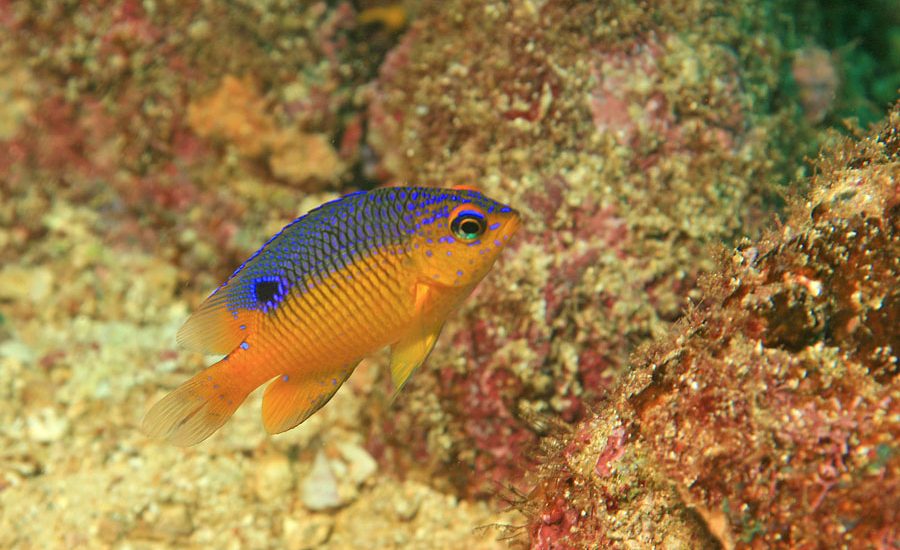 Stegastes-flavilatus laminas y aceros