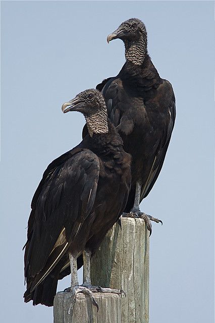 buitre negro laminas y aceros