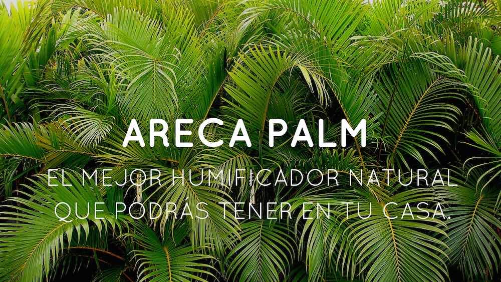 Areca-palm