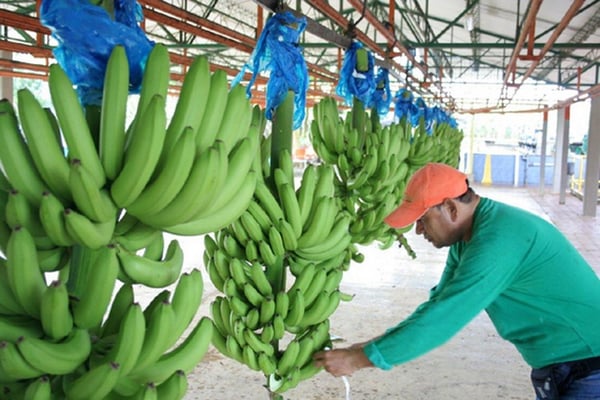 laminas y aceros. sector bananero