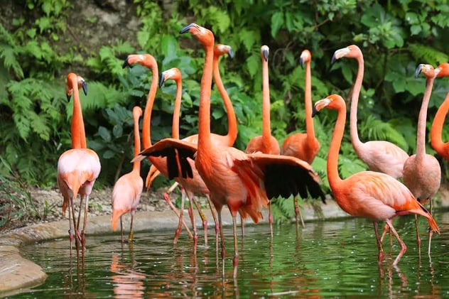 Laminas y Aceros Flamingo.jpg