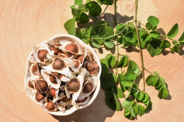 laminas y aceros moringa semillas