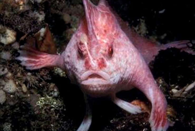 El-pez-rosado-con-manos-−-Tecnico-de-Animales-Exoticos