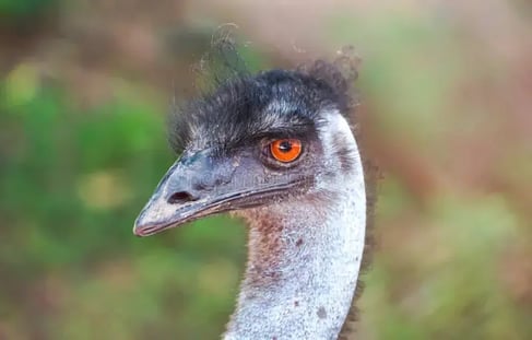 Emu2