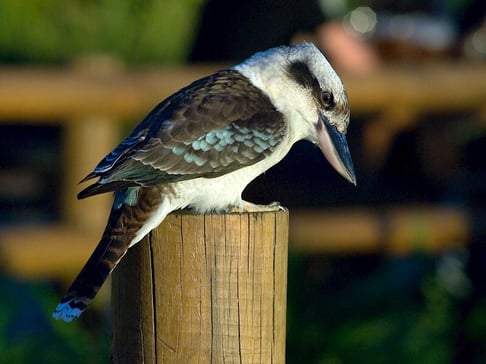 Kookaburra-Sitting
