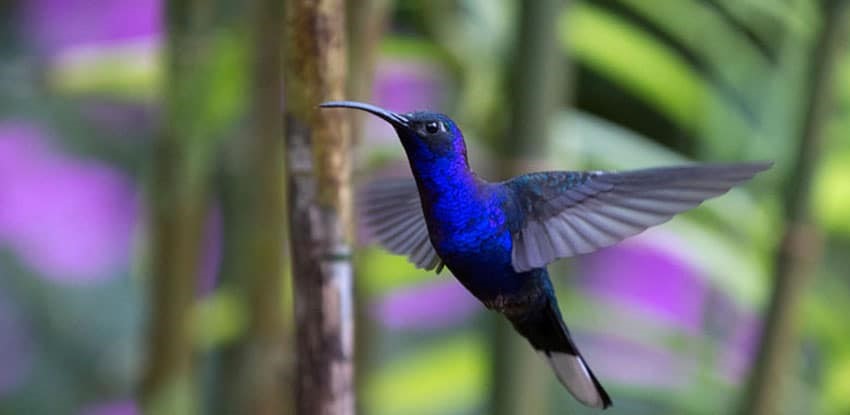 Laminas y aceros colibri azul