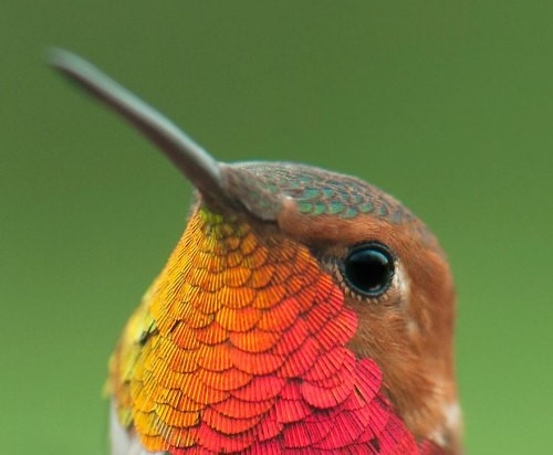 Laminas y aceros colibri cara