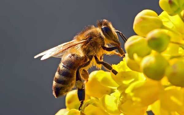 Laminas y aceros. bombas de colores, flores silvestres, abejas 6