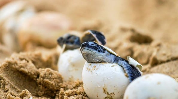Laminas y aceros.reproduccion de la tortuga carey