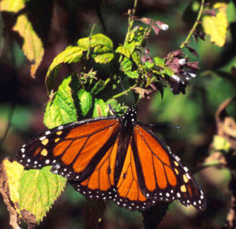 LAMINAS Y ACEROS MARIPOSA MONARCA