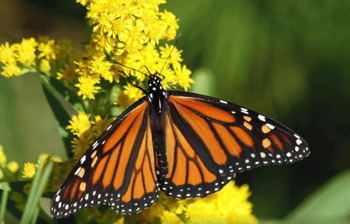 LAMINAS Y ACEROS MARIPOSAS MONARCA