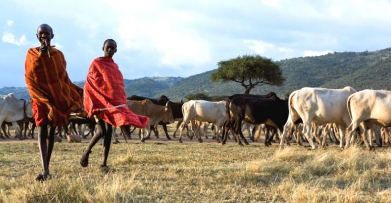 LAMINAS Y ACEROS GANADO MASAI