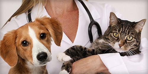 Láminas y aceros enfermedad perros-y-gatos
