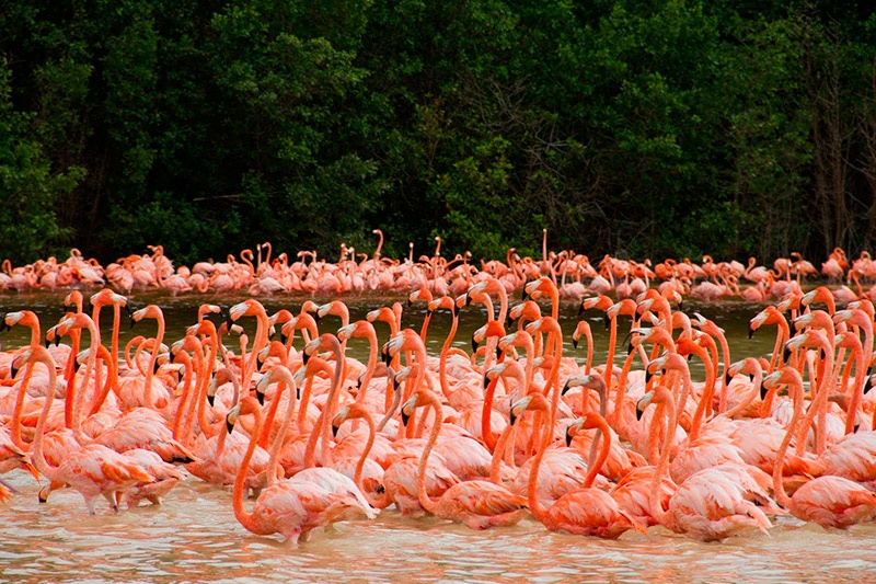 laminas y aceros celestun-flamingos