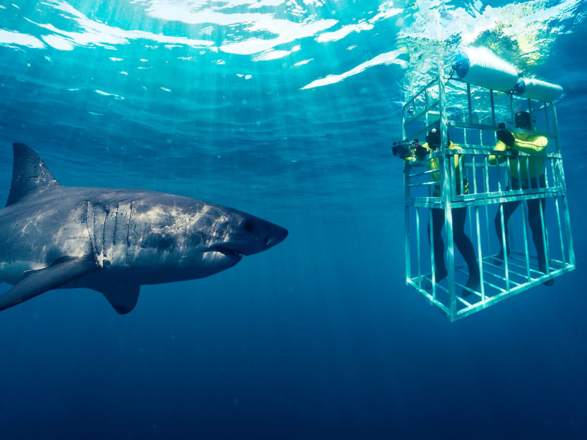 Shark-Cage-Diving-Cage-1170x878