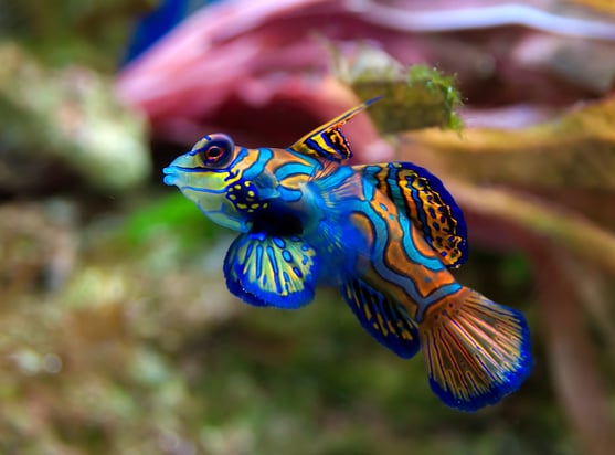 Synchiropus_splendidus_2_Luc_Viatour