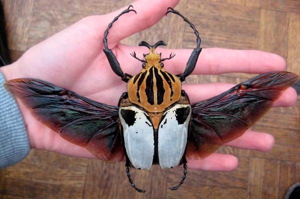 laminas y aceros. Goliathus, escarabajo Goliat