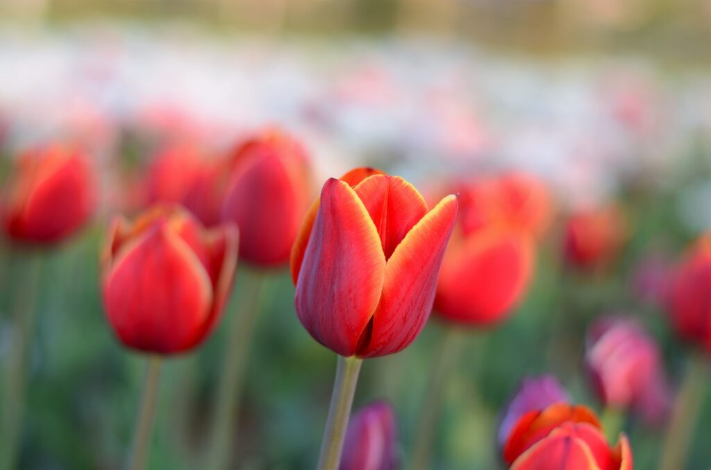 Tulipanes-significadoflores-1024x678