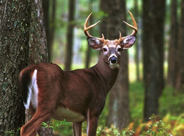 El venado de cola blanca.
