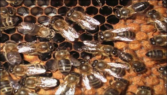 abejas laminas y aceros
