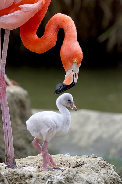 animals-flamingo-chick