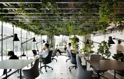 LAMINAS Y ACEROS BIOFILICA EN OFICINAS