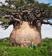 baobab 3