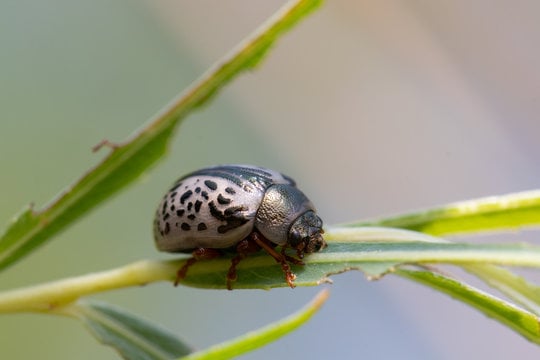 calligrapha