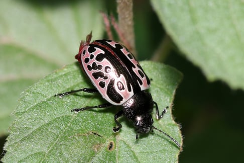 calligrapha2