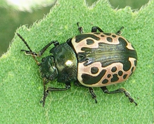 calligrapha3