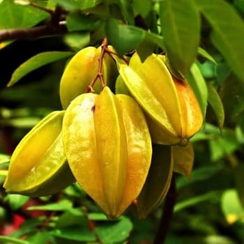 carambola1