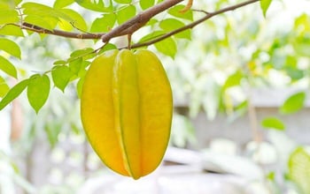 carambola2