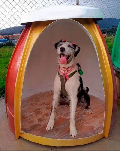 casa-de-perro-portada