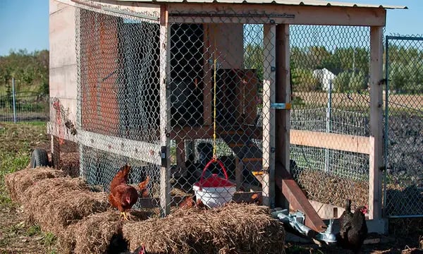 como-construir-un-gallinero-casero-19_600x600