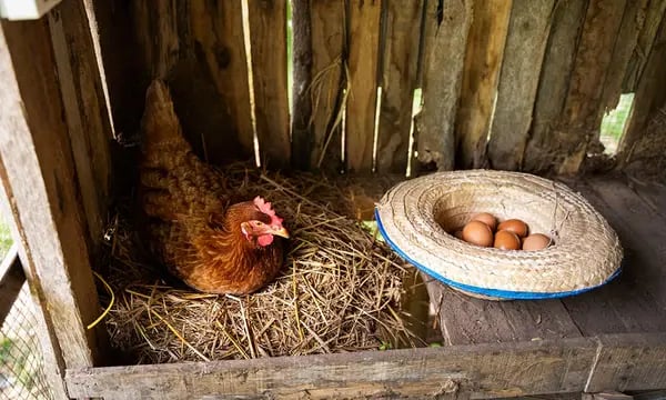 como-construir-un-gallinero-casero-21_600x600