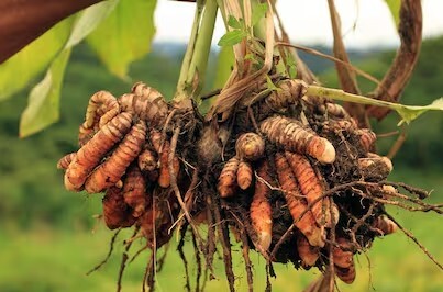 LAMINAS Y ACEROS PLANTA DE CURCUMA