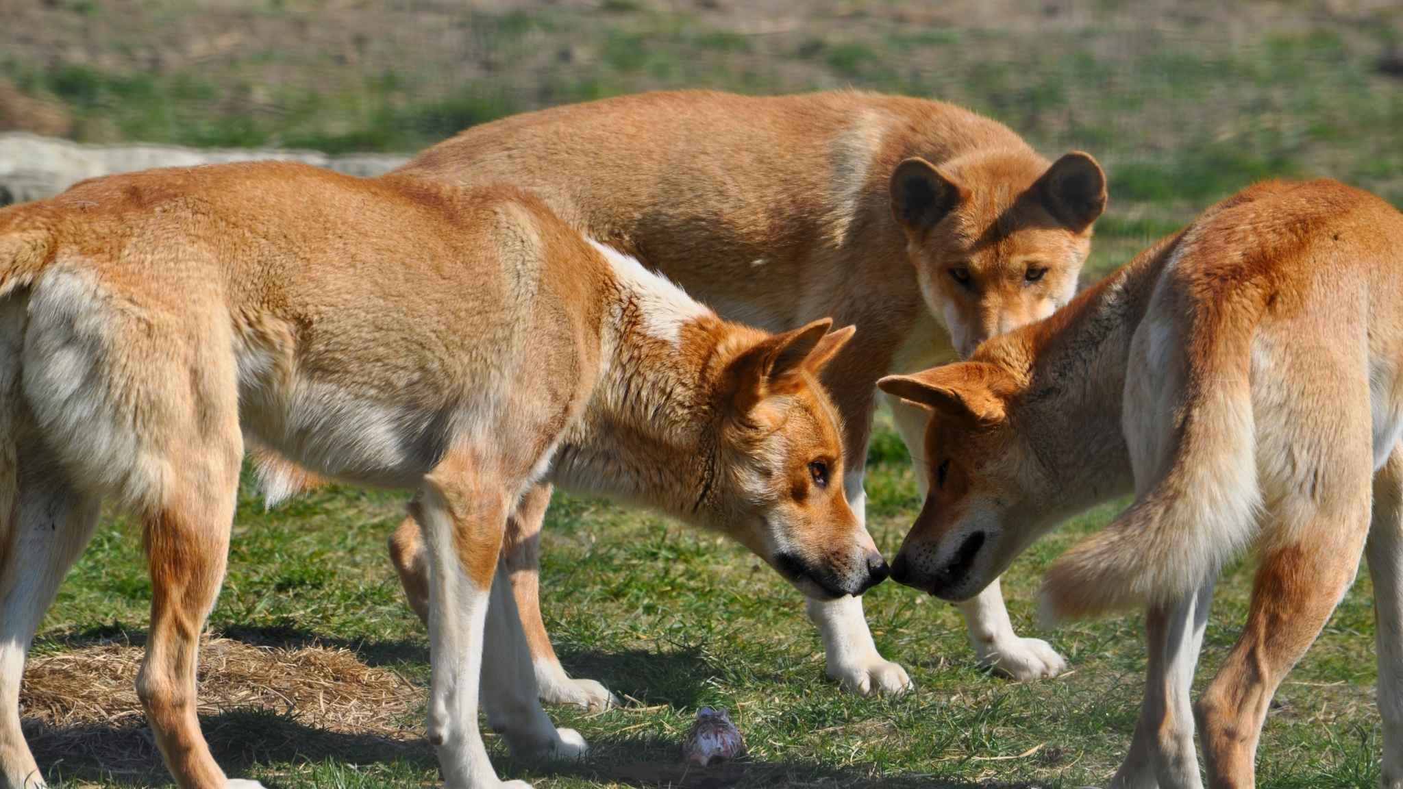 dingo 1