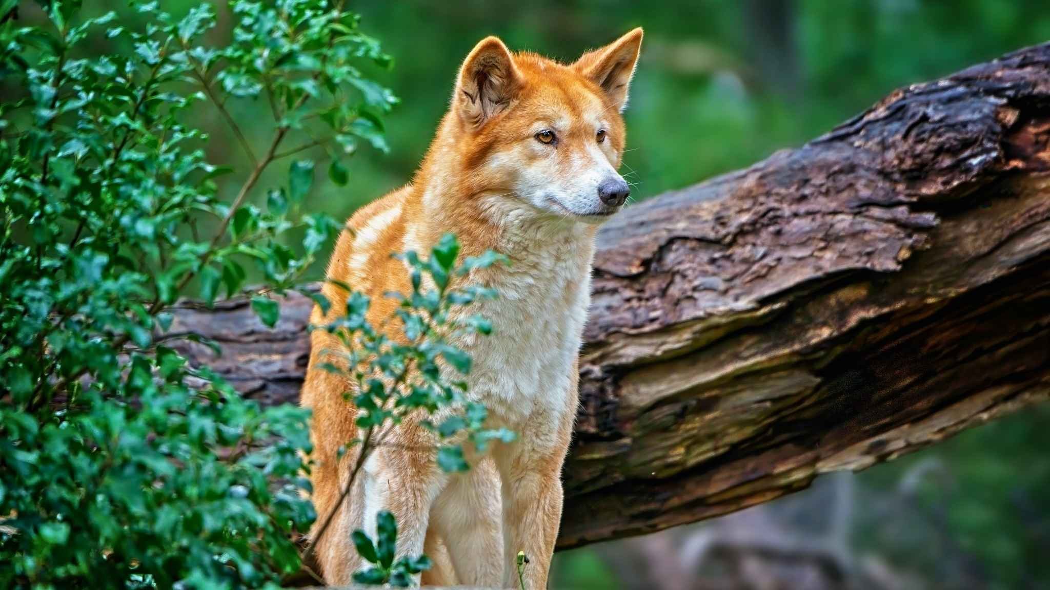 dingo-australiano-en-bosque-nativo 2