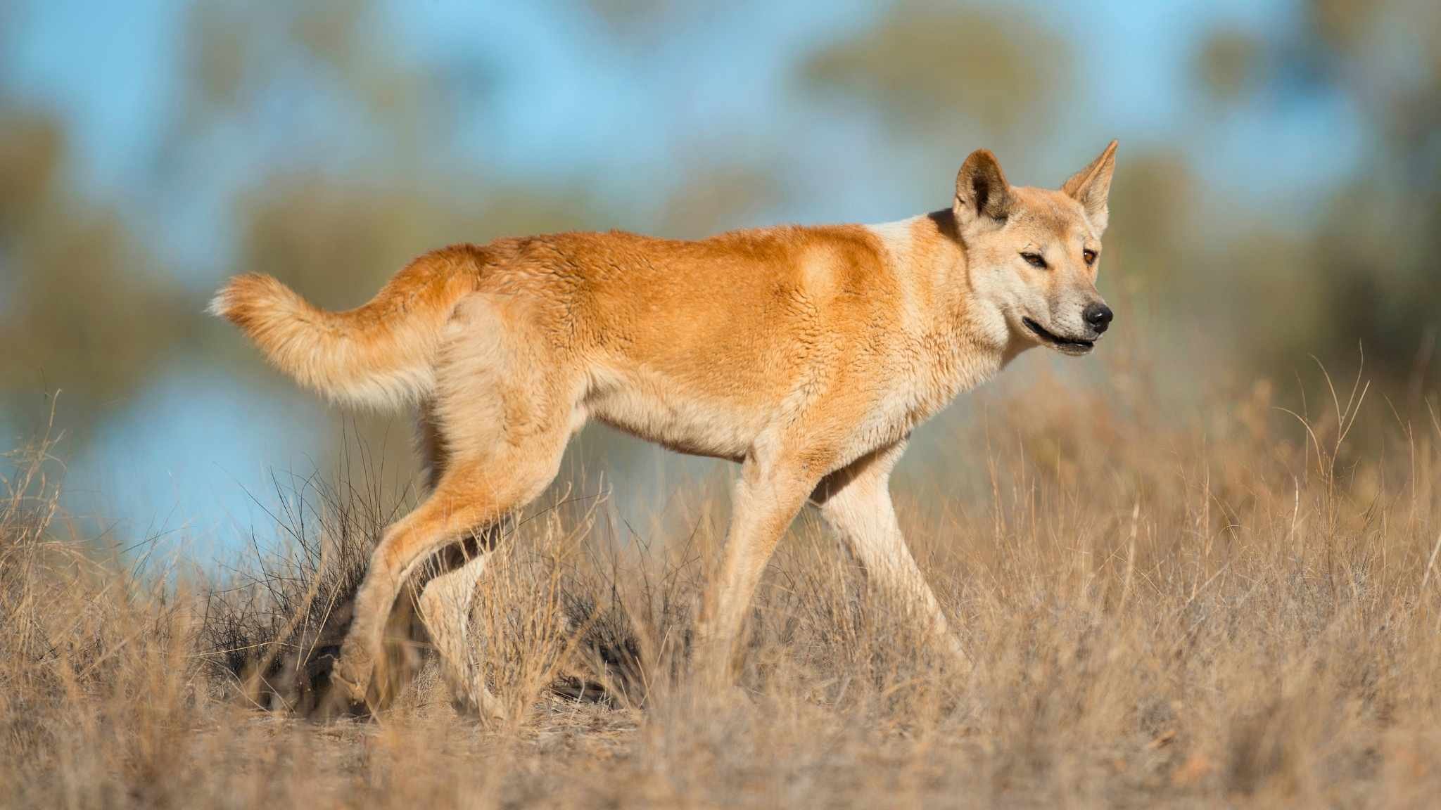 dingo-caminando-habitat-natural-australia 3