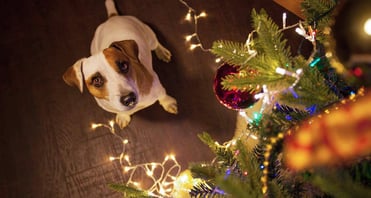 dog-proof-christmas-tree-4