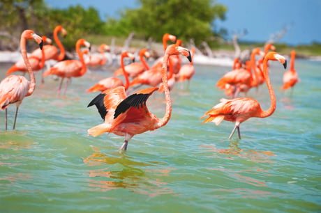 flamencos-yucatan-22f3cbb8