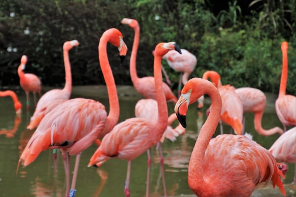 flamingos-3649802_960_720