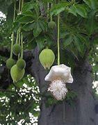 fruta de baobab