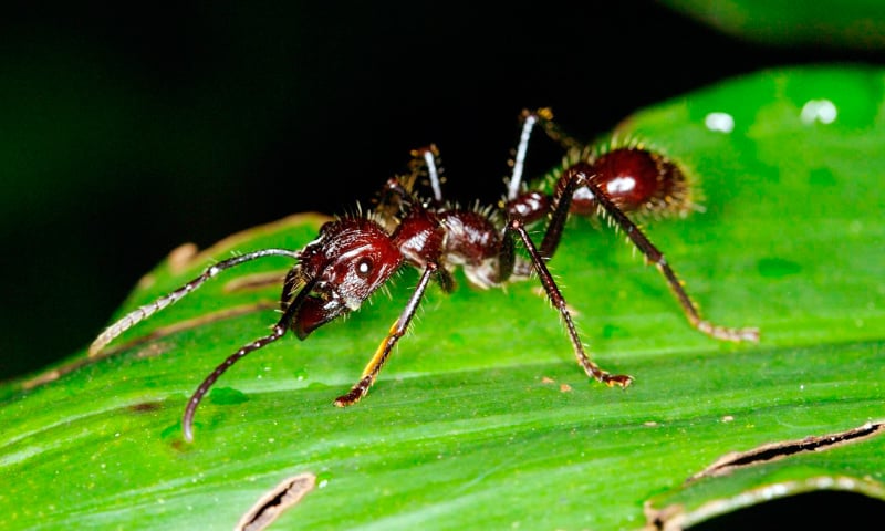 hormigas-bala