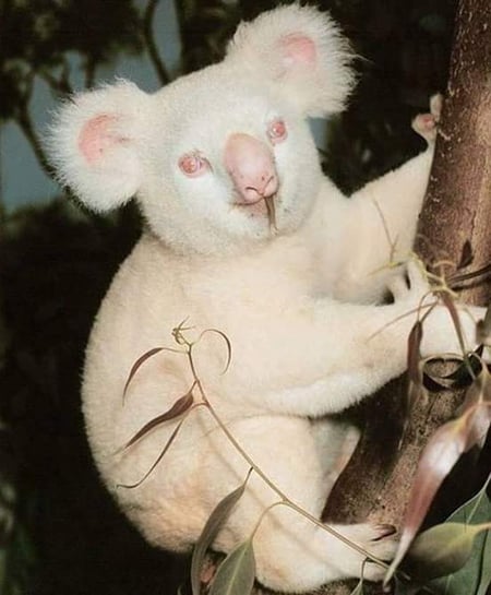 koala-albino