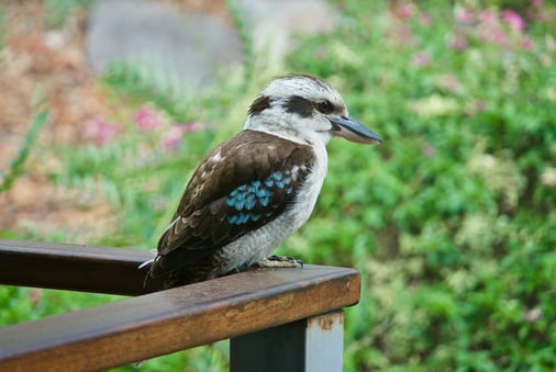 kookaburra-3892333_1280